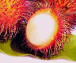 Rambutans